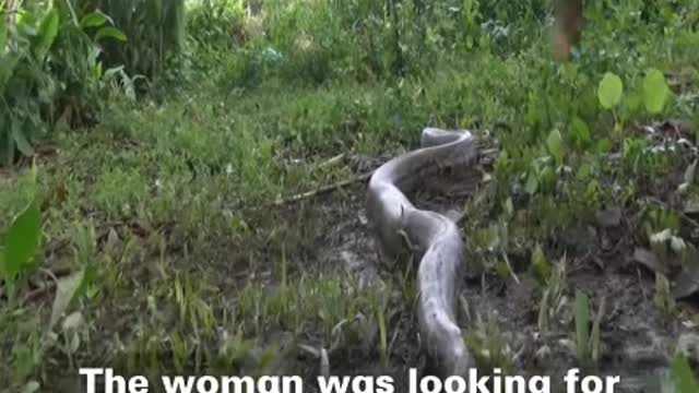 Watch what happened to this woman with this python