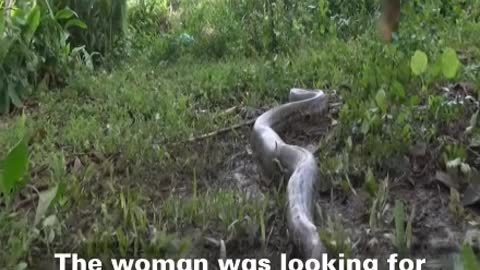 Watch what happened to this woman with this python