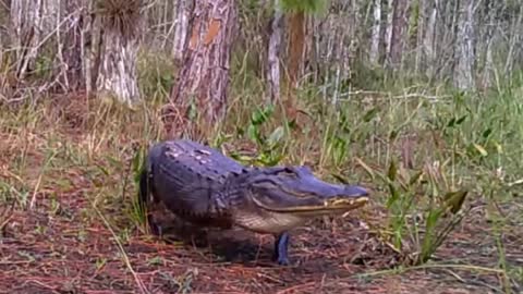 Stumpy is what we'll call the #Amputee Alligator at Venus Ranch