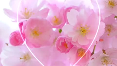 Beautiful Pink flowers 🌺