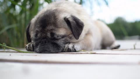 Watch This Tiny Sleepy Puppy - Joyful Moment You Don't Want To Miss That!