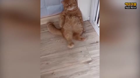 A funny collection of cats, dogs, and guitar videos.