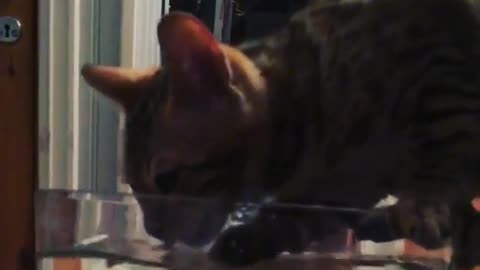 Collab copyright protection - black brown cat water black fish