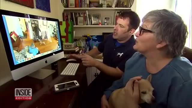How to dogs react with new people