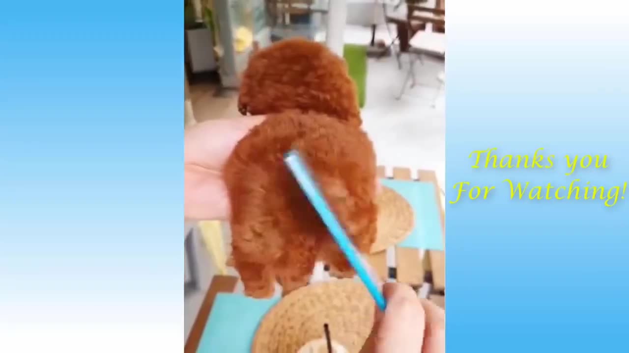 Cute Pets And Funny Animals Compilation To Make U Smile