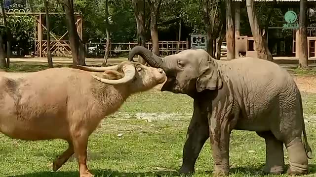 Baby elephant adorably tries to eat leaves like his mother