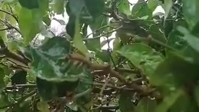 Watch the raindrops of rain fall on the leaves of his lemon tree This is my graphic from my phone