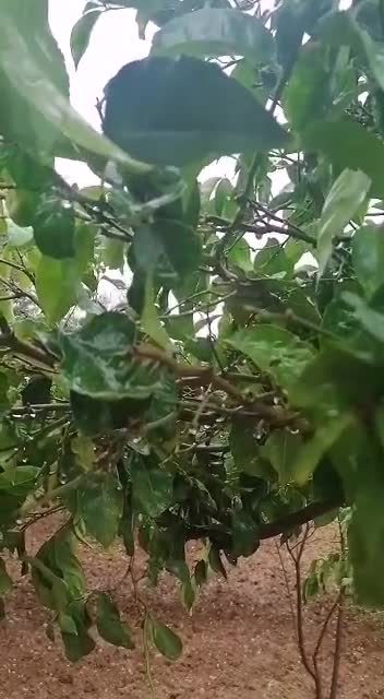 Watch the raindrops of rain fall on the leaves of his lemon tree This is my graphic from my phone