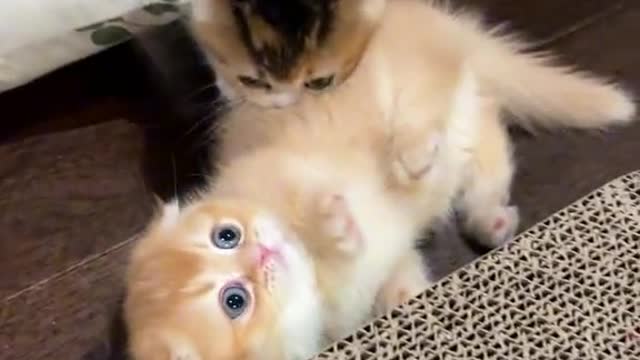 Funny cat