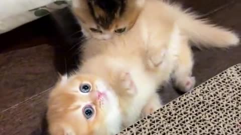 Funny cat