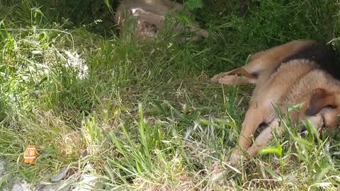 Dogs are sleeping and relaxing in the shade on this hot day