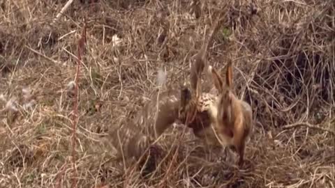 Hawk tries to kill a rabbit