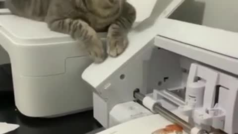 Cute cat printing on the machine.