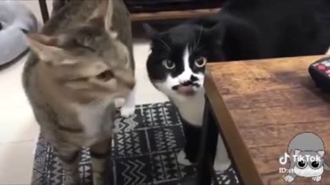 Cats talking!!