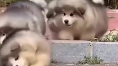 Cute cats and dogs