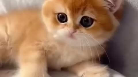 Viral Funny video 2024. Cute Kittens at their Best.😂😂😻😻❤️