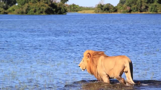 lion in water long clip smooth