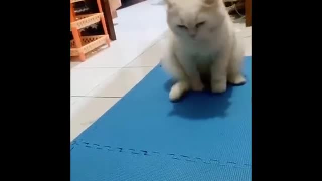 Cats that make us Cry Laughing - REALLY FUNNY