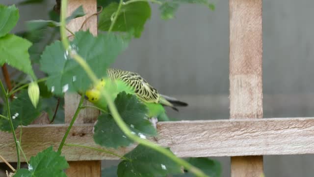 Beautiful and cute bird