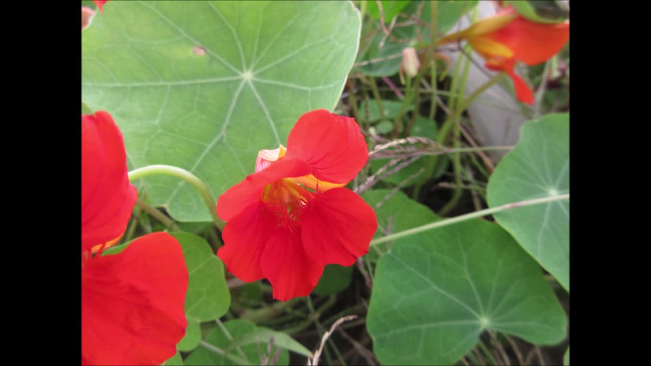 Symbolizes Passion Red Nasturtium Oct 2021