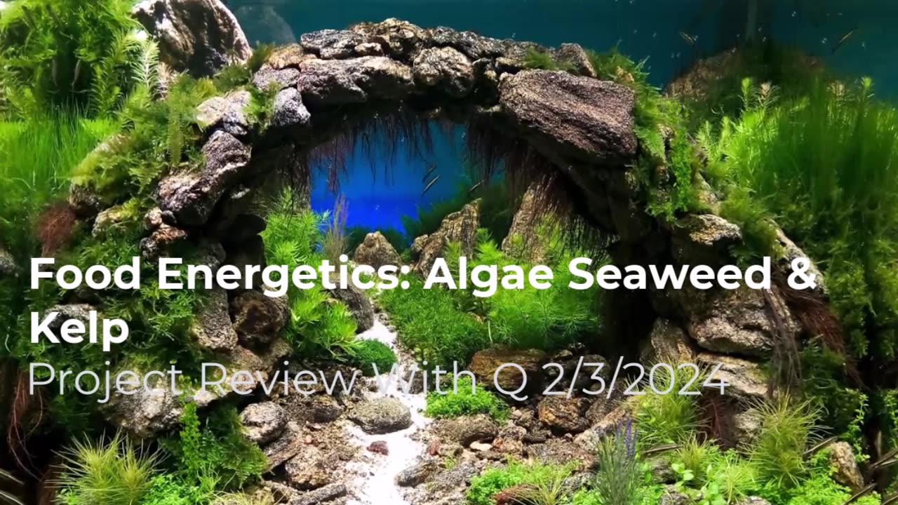 Food Energetics: Algae, Seaweed & Kelp 2/3/2024