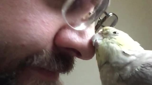 Affectionate cockatiel really loves getting attention