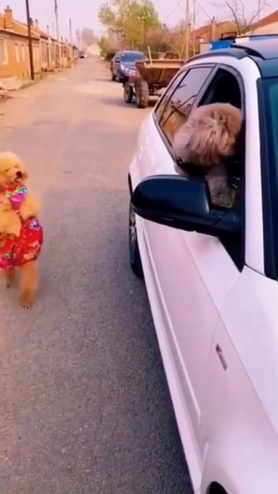 Funny Dog Videos #shorts