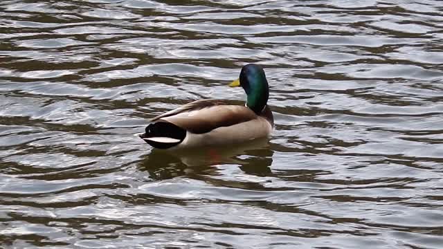 Swimming duck on the lake