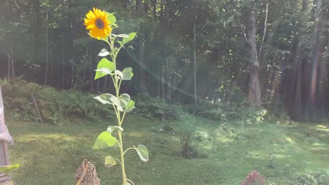 Solo in the Wind 🌻 #sunflower