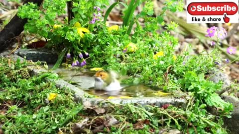 CUTE BIRD'S HAVE FUN AT POOL