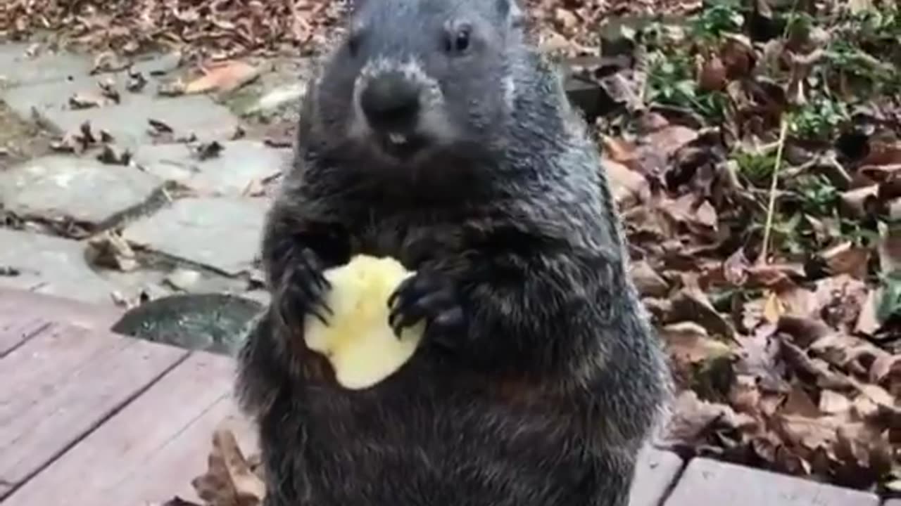 Hilarious Groundhog eating