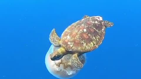 Turtles Jellyfish and Whale song an endangered green sea turlte feastes on a large jellyfish