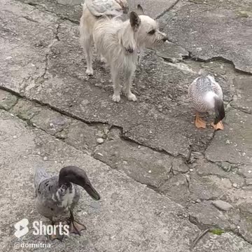 Luna the dog and her bird friends!