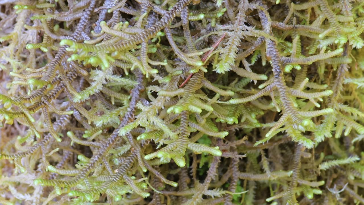 Tree-Ruffle Liverwort