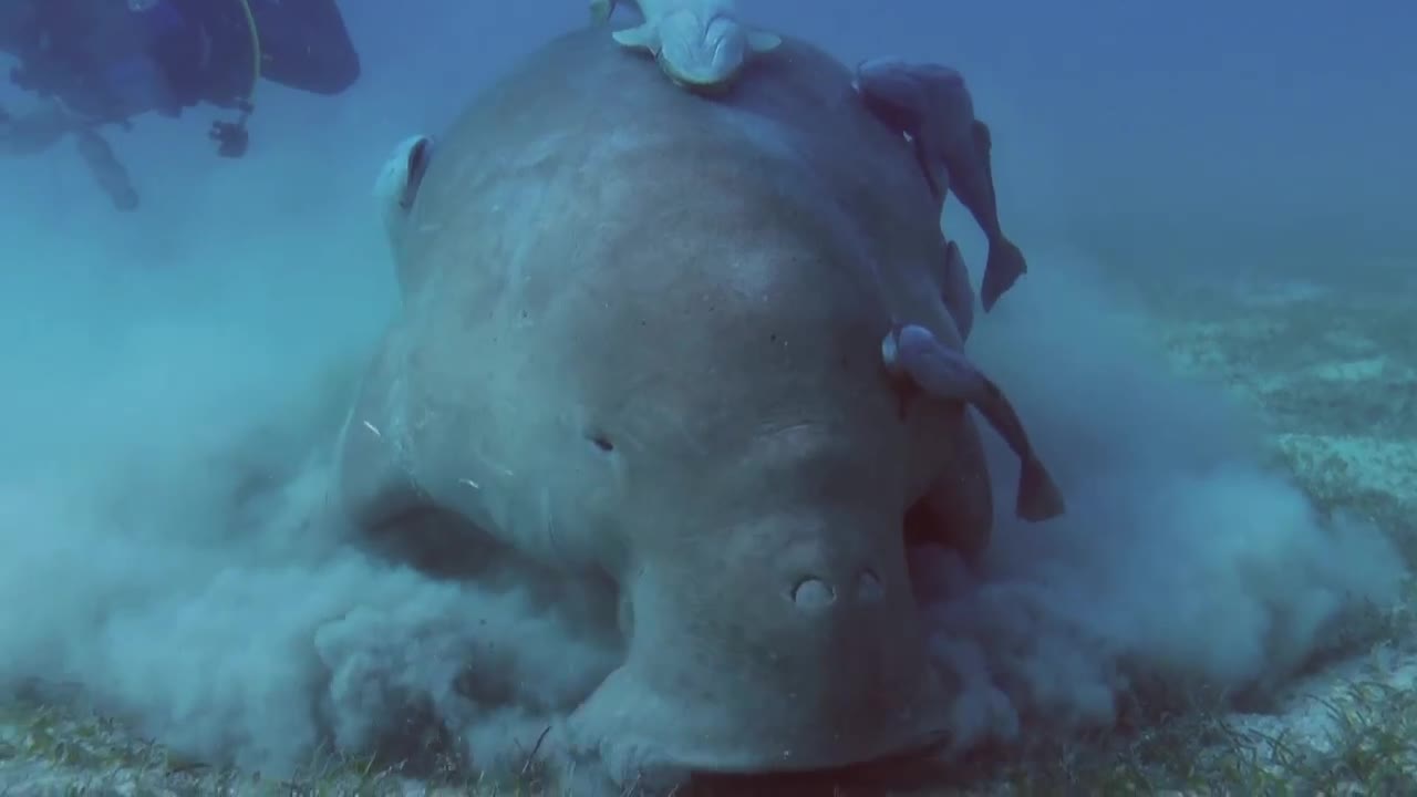 Seacow, Dugong, Philippines