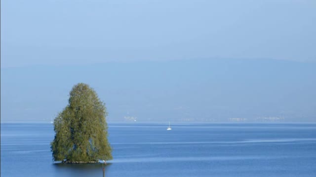 Huge tree in the middle of the sea