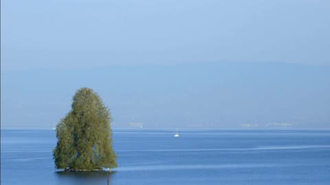 Huge tree in the middle of the sea