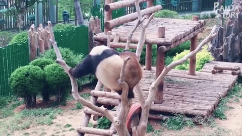 Funny Panda Moments