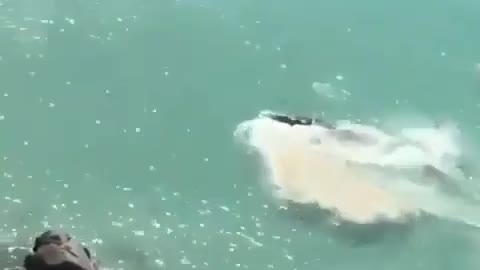 This is a beautiful and charming water-dwelling species