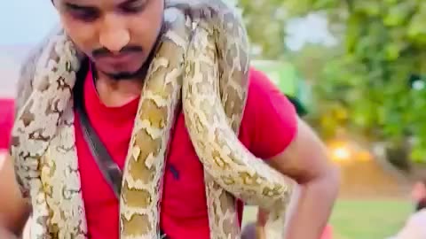 Indian rock python♥️🐍