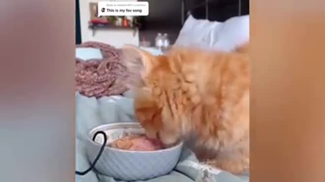 Dogs And Cats Reaction To Food - relly Funny Animal