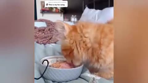 Dogs And Cats Reaction To Food - relly Funny Animal