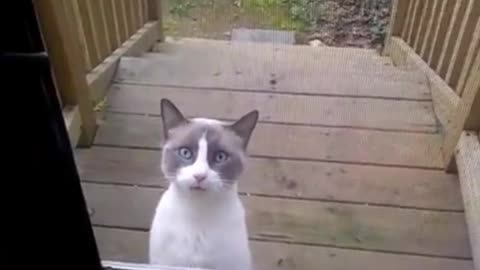 Hungry cat demands food by stomping her hoof