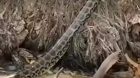 Anaconda making her meal