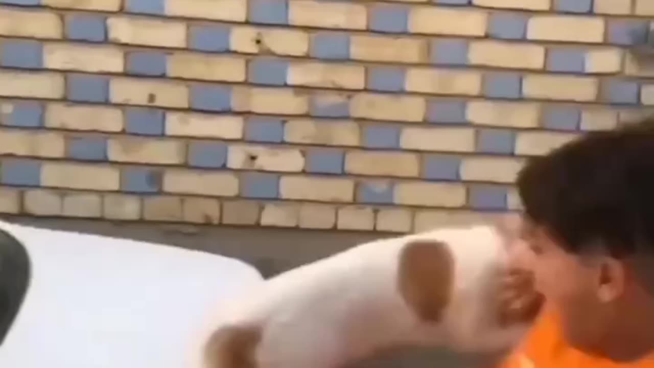 Funy dog video