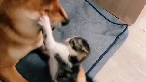 Wrestling: The dog and the cat