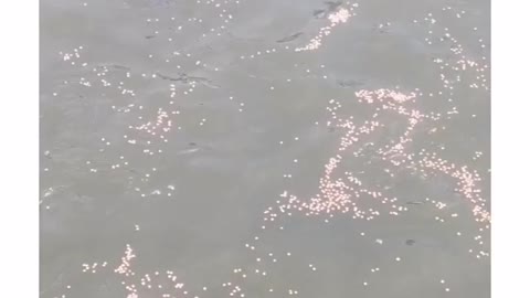 Fish Cultivation 🐟🐟 see full vidoe for Big fish 🐟