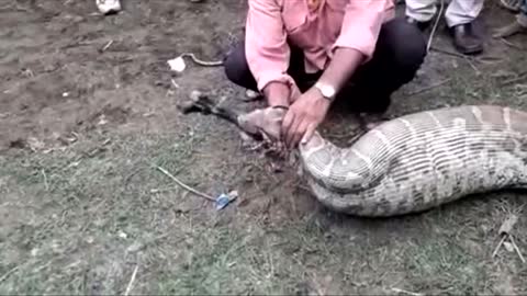 Wildlife experts pull a goat from a snake