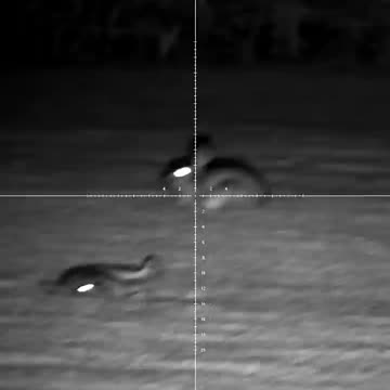 Rabbit_shooting_duties_with_the_FX_Impact_M3___PARD_DS35_combo(720p)