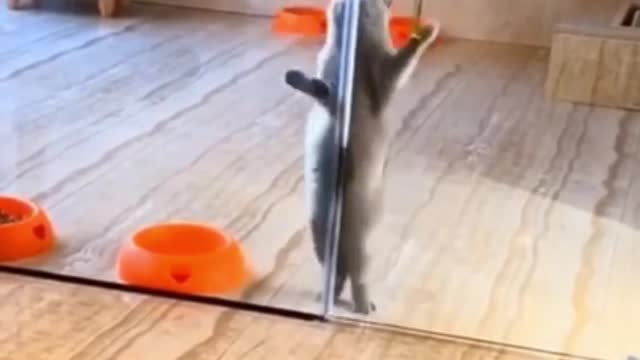 Cat Funny Dancing